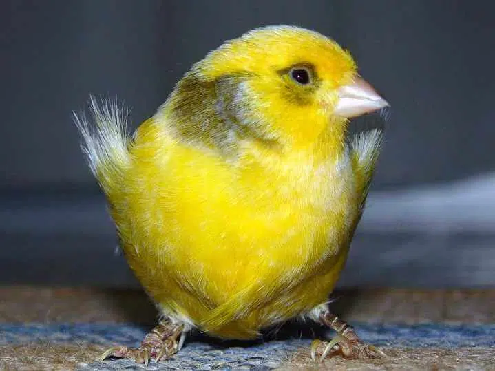 Canary in a coal mine