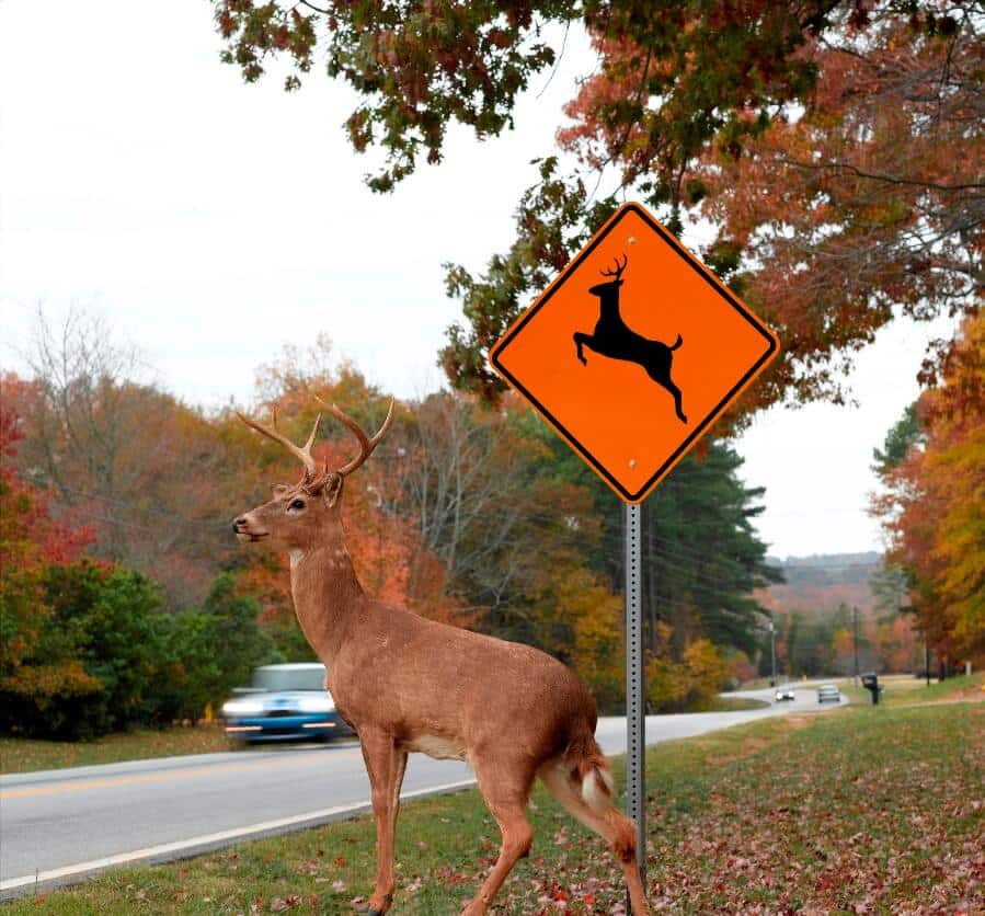 preventing deer car accidents