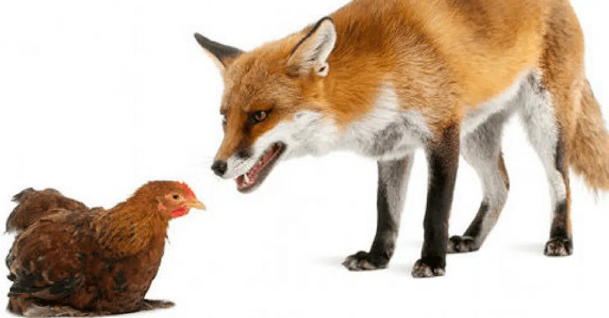 fox-guarding-hen-house