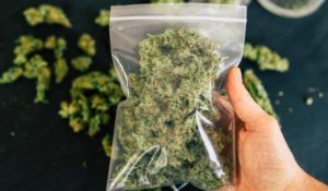 Marijuana legalization - More car crashes in Michigan?