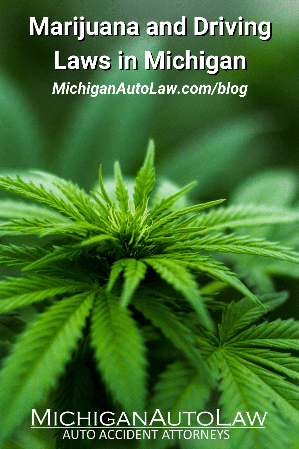 Marijuana and Driving Laws in Michigan: What You Need To Know