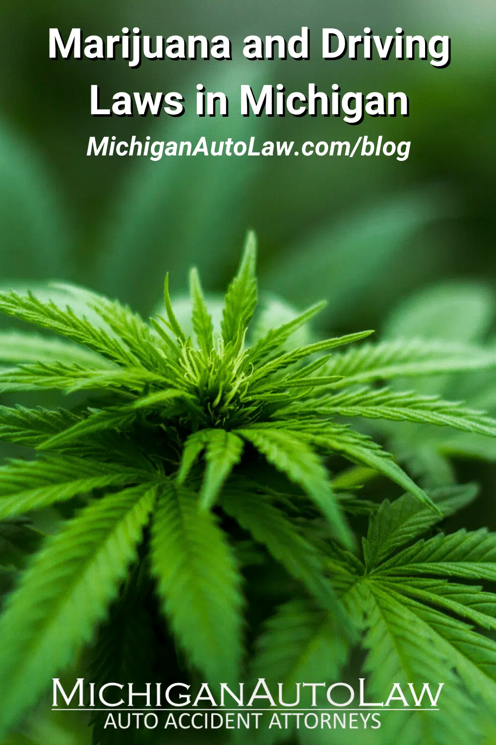 Michigan Marijuana and Driving Laws: What You Need To Know
