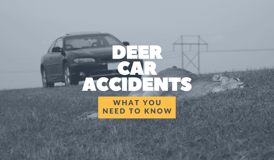 Deer Car Accidents: Are They Covered By Insurance?
